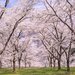 今年は3密回避でお花見したい！桜のおすすめ穴場スポット10選