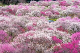 梅のお花見もいいじゃない！梅が見られるおすすめスポット10選