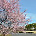 東京の早咲き桜・梅の名所！今年は早めのお花見＆花見スポットで三密回避