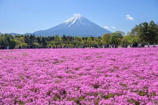 まるでピンクの絨毯！今年絶対行きたくなる芝桜の絶景10選