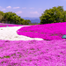 今年はピンクの絨毯を見てみたい！絶対行きたい芝桜の絶景10選