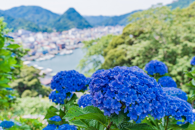 雨に映える絶景！梅雨の時期に行きたいあじさいスポット12選 - Tripa