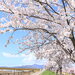 満開が待ち遠しい！カメラ好きが選ぶ新潟県の桜名所ランキングBEST5