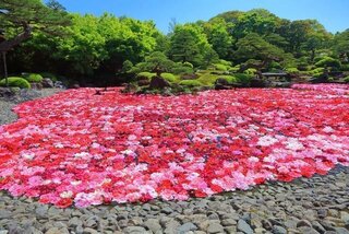 カラフルなお花畑や桜に癒される!GWが見頃のおすすめお花スポット16選