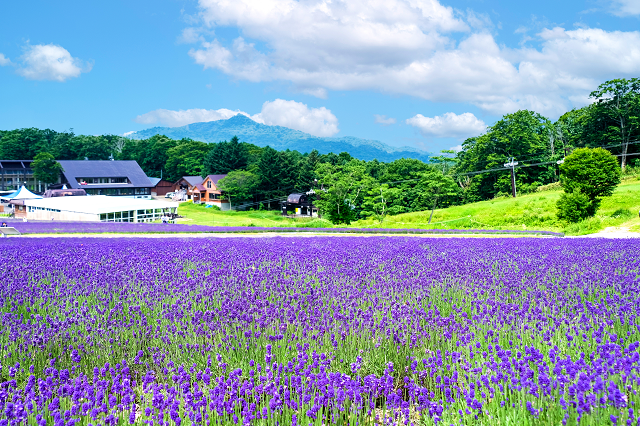 爽やかな香りに癒される紫色の絶景！日本全国のラベンダー畑8選