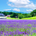 爽やかな香りに癒される紫色の絶景！日本全国のラベンダー畑8選