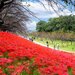 秋に行きたい真っ赤な世界！日本全国の彼岸花が見られるスポット10選
