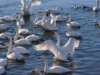 これぞ冬の風物詩！間近で白鳥を観察できる白鳥飛来スポット10選