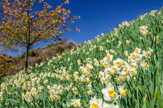 一足早い春の訪れ！冬～早春がベストシーズンの水仙が見られるスポット7選