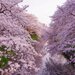 東海エリアで桜を見るならここ！おすすめお花見スポット7選