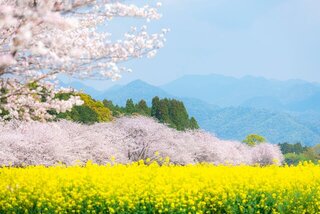 春の花&ひな祭りを満喫しよう♡3月に行きたいおすすめ絶景10選