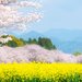 春の花&ひな祭りを満喫しよう♡3月に行きたいおすすめ絶景10選