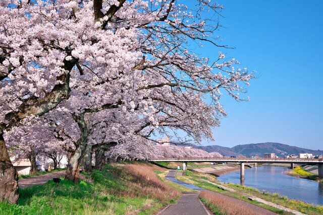 北陸で桜を見るならここ！おすすめお花見スポット7選