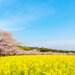 九州で桜を見るならここ！おすすめお花見スポット7選