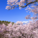 一度はこの目で見てみたい！今年訪れたい日本三大「桜の名所」