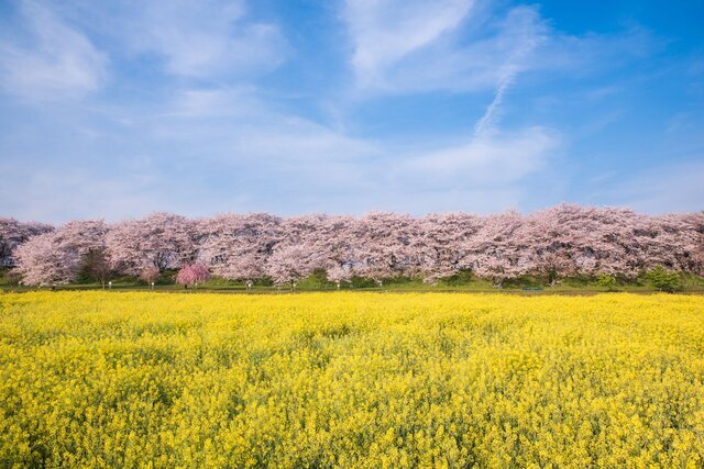 これぞ春の絶景コラボの極み！「桜×菜の花」のおすすめスポット10選
