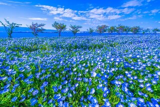 色とりどりのお花畑で癒やされる！4月に訪れたい絶景スポット10選