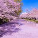 北海道・東北で桜を見るならここ！おすすめお花見スポット10選