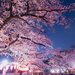 幻想的な桜の絶景を楽しむ！今年訪れたい「日本三大夜桜」