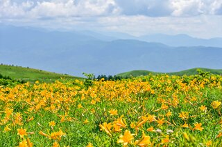 初夏～夏に咲く珍しい花の絶景！高山植物が見られるスポット7選
