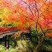 この秋行きたい！絶景を作り出す「紅葉×橋」スポット10選