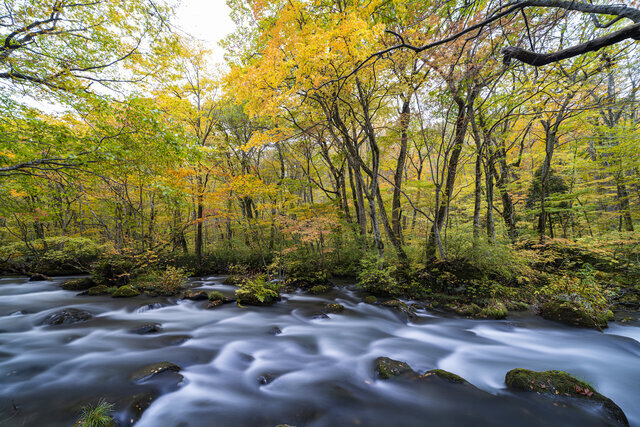奥入瀬まるごと自然博物館ってどういうこと？変わる奥入瀬 - Tripa