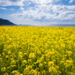 黄色い世界に包まれる！春を感じる菜の花の絶景スポット22選