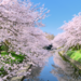 アクセスの良さで桜を存分に楽しむ！新幹線で行くお花見スポット20選