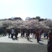 【イベント情報：東京都】第75回　うえの桜まつり（3/16～4/7）