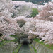 【イベント情報：滋賀県】琵琶湖疏水の桜（4/上旬～4/中旬）
