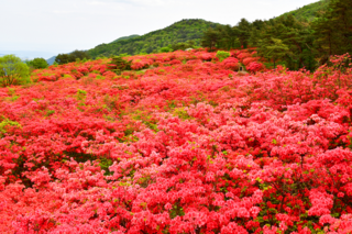 桜の次に見る花はこれ！日本全国のつつじの名所おすすめ12選