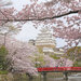 【イベント情報：兵庫県】姫路城の桜（3/下旬～4/上旬）