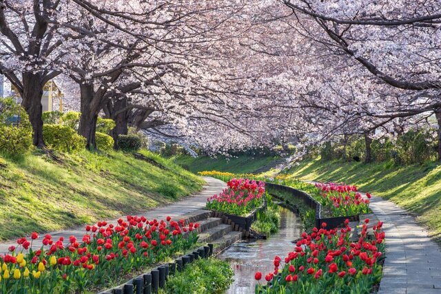 春爛漫の絶景♡桜×チューリップの競演を楽しめるおすすめスポット10選