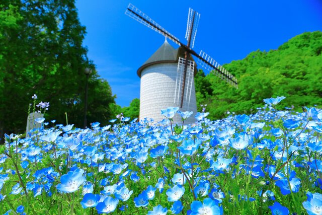 風車のある風景 風車のある風景（水彩画風）｜taka