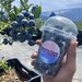 新潟県魚沼市の夏のおすすめスポット「夏を彩るブルーベリー狩りと万年雪」