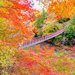 紅葉狩りドライブを楽しもう！関東から行くおすすめ紅葉スポット10選