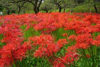 【イベント情報：東京都】郷土の森 曼珠沙華まつり（9/13～10/5）