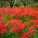 【イベント情報：東京都】郷土の森 曼珠沙華まつり（9/13～10/5）