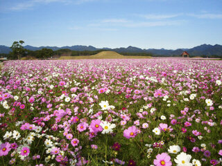 【イベント情報：宮崎県】西都原古墳群のコスモス（10月下旬～11月上旬）