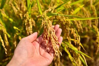 東京から新幹線で約90分！新潟県「魚沼市」ってどんなところ？