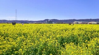 【イベント情報：千葉県】鴨川・菜な畑ロード2026（1/10～3/8）