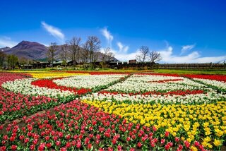 桜も春の花も咲き誇る！春の九州で訪れたい10の観光スポット