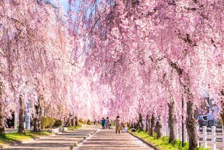 春風と桜に包まれる散歩道！絶景が広がる桜並木・桜トンネル10選