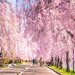 春風と桜に包まれる散歩道！絶景が広がる桜並木・桜トンネル10選