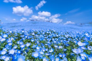 春の香りに包まれる花散歩！関東で出会える花絶景10選