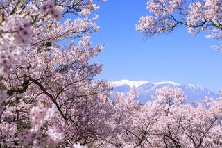 4月におすすめの国内旅行先をピックアップ！桜や春の花が満開に