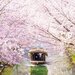 水上から眺める桜並木！お花見船から愛でる桜の名所10選
