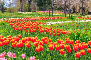 春の香りに包まれる花散歩！関西で出会える花絶景10選