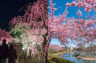 【イベント情報：三重県】なばなの里「梅・しだれ梅・桜まつり」（2/～4/中旬）