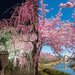 【イベント情報：三重県】なばなの里「梅・しだれ梅・桜まつり」（2/～4/中旬）